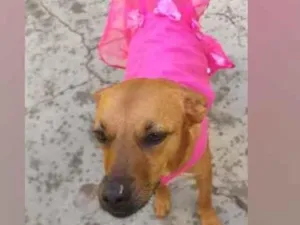 Cachorro raça  idade 3 anos nome Penélope 