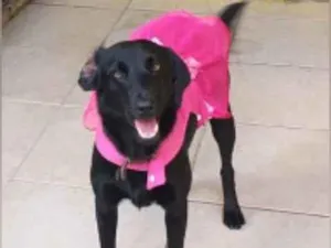 Cachorro raça  idade 3 anos nome Neguinha 