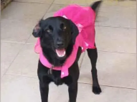 Cachorro raça  idade 3 anos nome Neguinha 