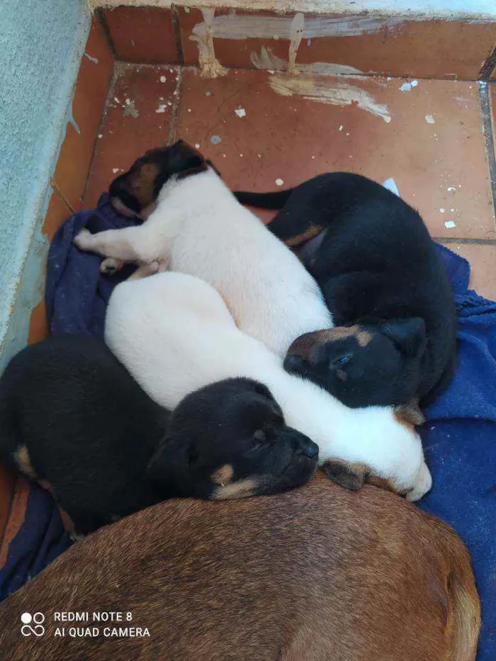 Cachorro ra a Vira - lata  idade 2 a 6 meses nome Não tem nome 