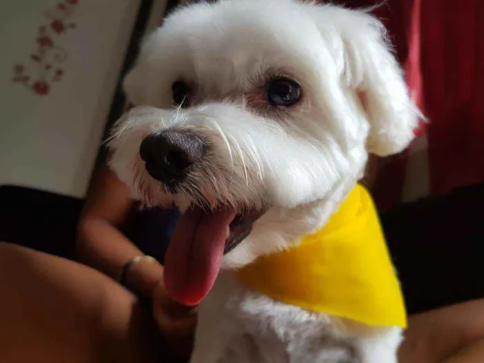 Cachorro raça Maltês  idade 6 ou mais anos nome Supino