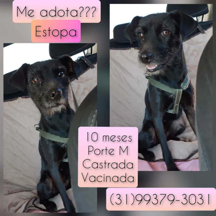Cachorro raça SRD idade 7 a 11 meses nome Estopa