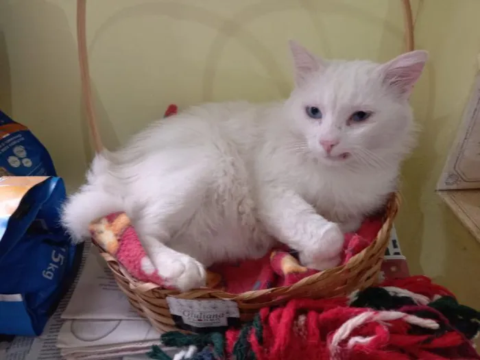 Gato raça SRD-ViraLata idade 3 anos nome Bosco