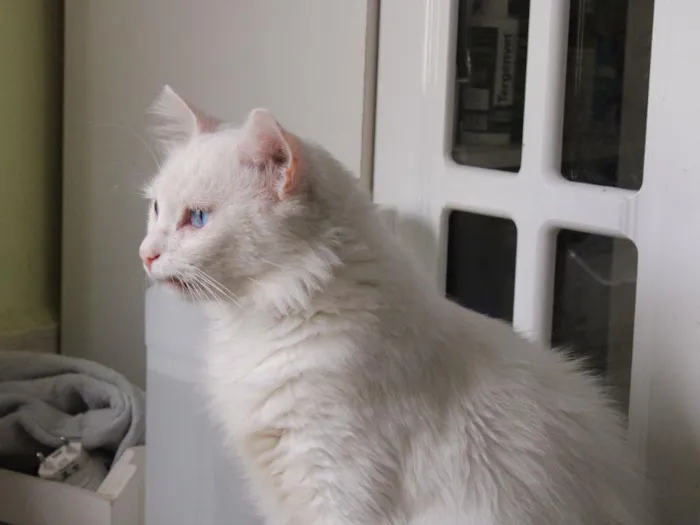 Gato raça SRD-ViraLata idade 3 anos nome Bosco