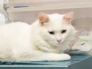 Gato raça SRD-ViraLata idade 3 anos nome Bosco