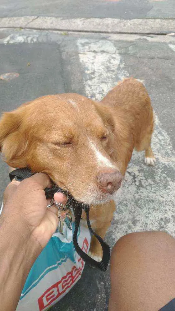 Cachorro raça Labrador com viralata idade 6 ou mais anos nome Marley