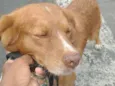 Cachorro raça Labrador com viralata idade 6 ou mais anos nome Marley
