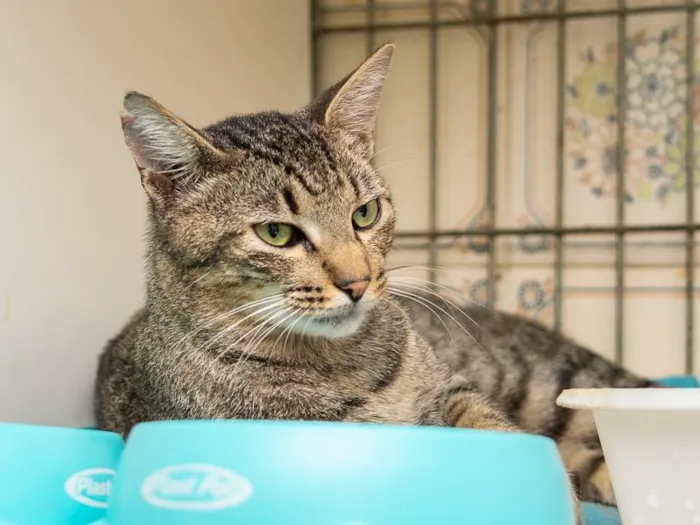 Gato raça SRD-ViraLata idade 1 ano nome Caramuru