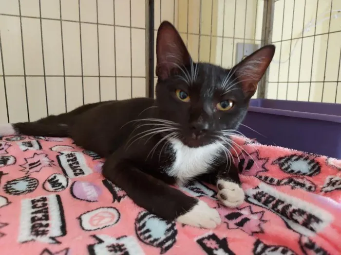 Gato raça SRD-ViraLata idade 1 ano nome Dr. Oculto