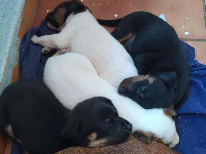 Cachorro ra a Vira - lata  idade 2 a 6 meses nome Não tem nome 