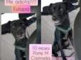 Estopa