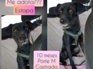 Cachorro raça SRD idade 7 a 11 meses nome Estopa