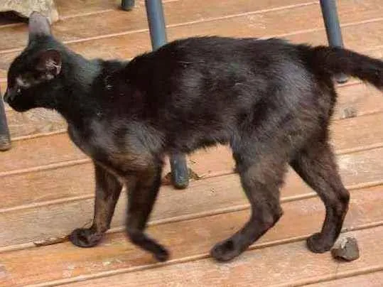 Gato raça Srd idade 7 a 11 meses nome ?