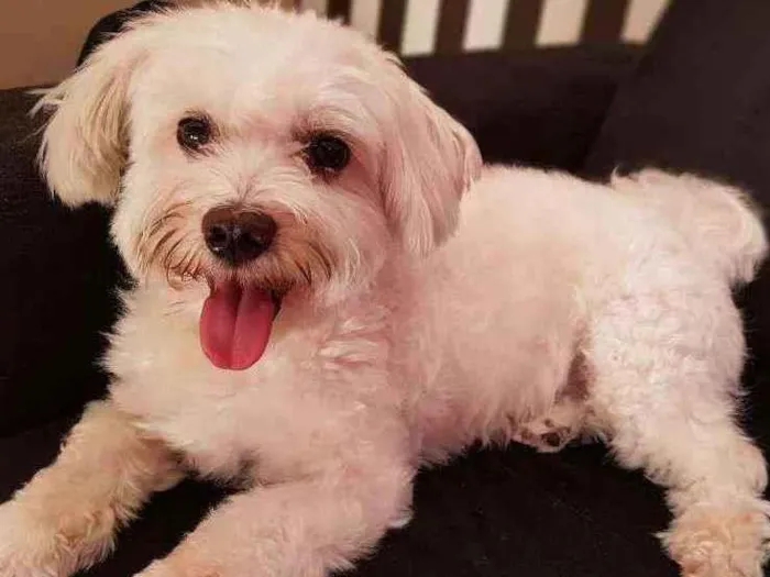 Cachorro raça Maltês  idade 6 ou mais anos nome Supino