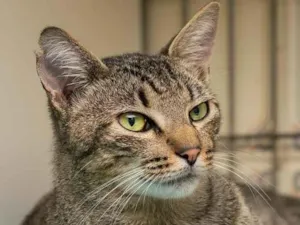 Gato raça SRD-ViraLata idade 1 ano nome Caramuru