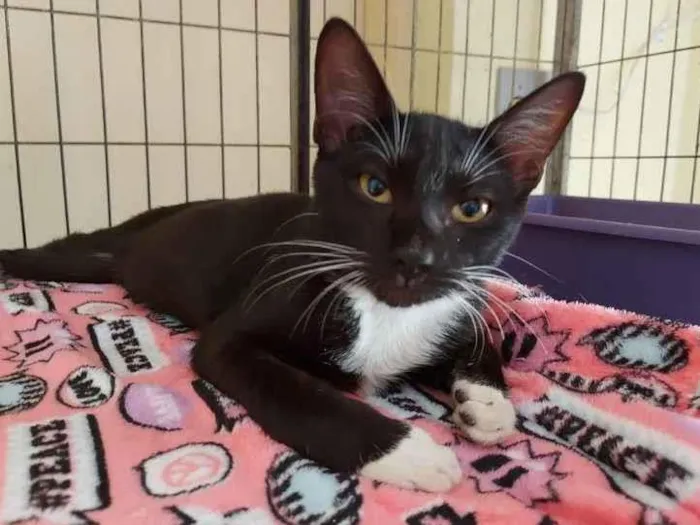 Gato raça SRD-ViraLata idade 1 ano nome Dr. Oculto