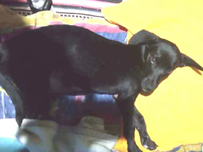 Cachorro ra a Vira-lata  idade 2 a 6 meses nome Bidu 