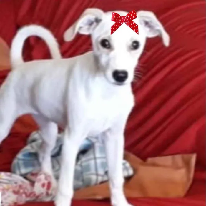 Cachorro ra a Mestiça  idade 2 a 6 meses nome Mika 