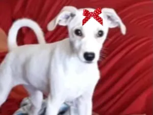 Cachorro raça Mestiça  idade 2 a 6 meses nome Mika 