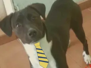 Cachorro raça Mestiço  idade 3 anos nome Bobby 