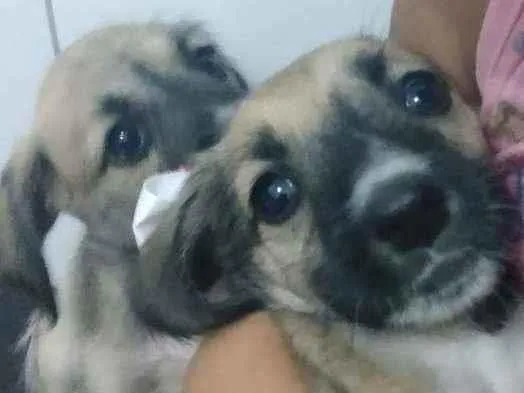 Cachorro ra a Vira lata idade 2 a 6 meses nome Não