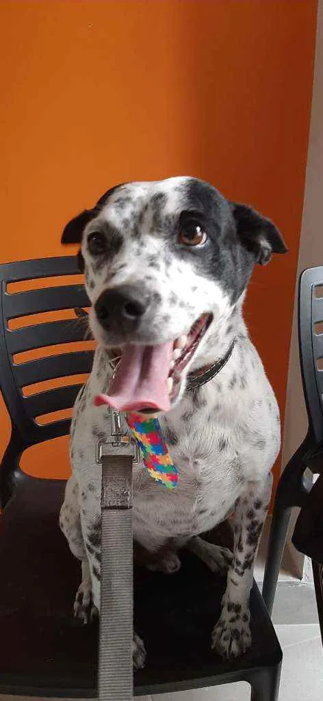 Cachorro ra a SRD idade 6 ou mais anos nome Bob