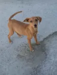 Hana