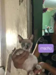 Paco