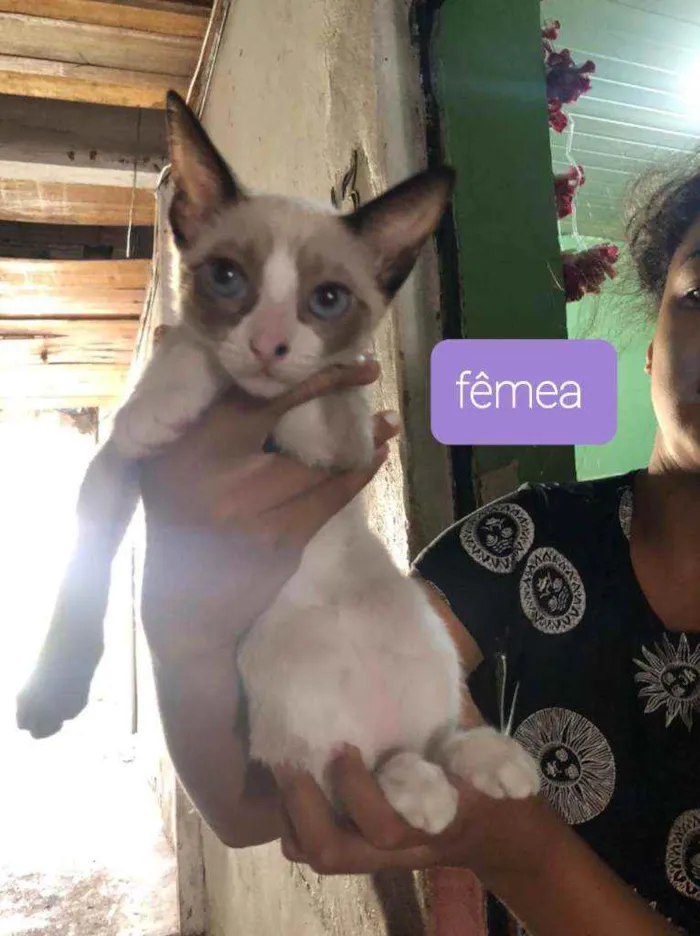 Gato ra a SRD idade 2 a 6 meses nome Haya