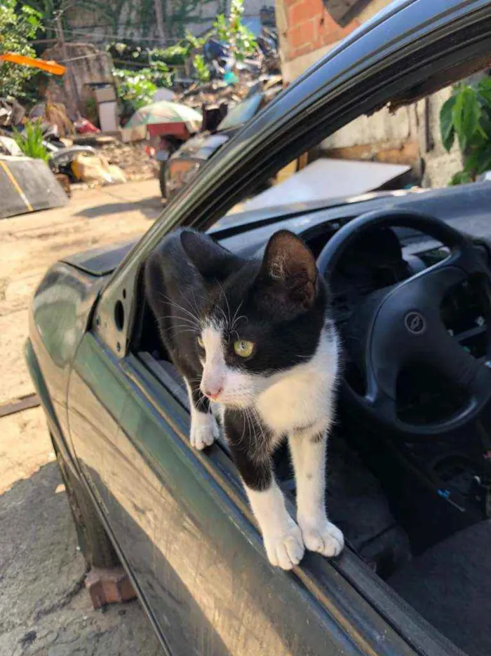 Gato ra a SRD idade 2 a 6 meses nome Aron