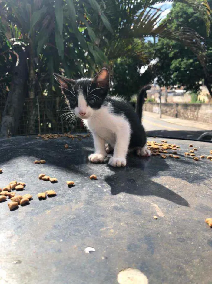 Gato ra a SRD idade 2 a 6 meses nome Ayla