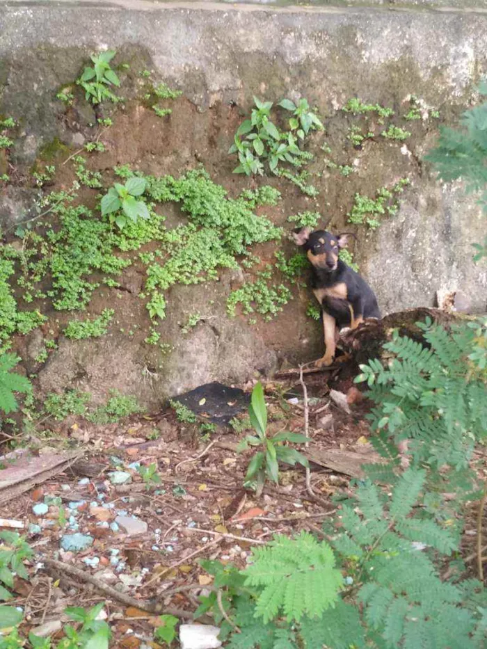 Cachorro ra a Vira lata idade Abaixo de 2 meses nome Hinata