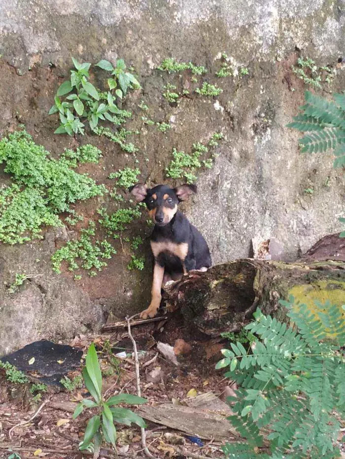 Cachorro ra a Vira lata idade Abaixo de 2 meses nome Hinata