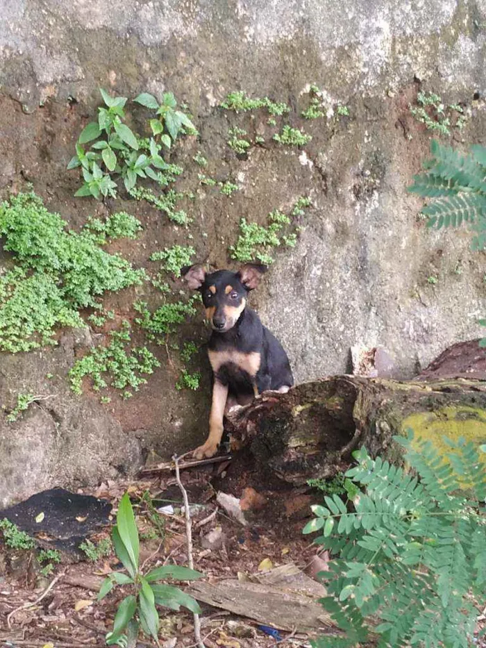 Cachorro ra a Vira lata idade Abaixo de 2 meses nome Hinata