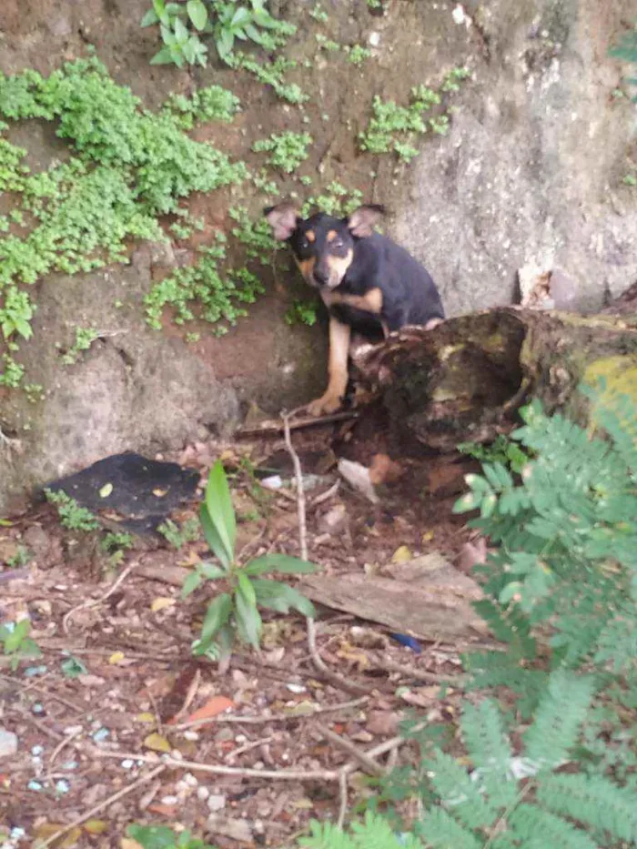 Cachorro ra a Vira lata idade Abaixo de 2 meses nome Hinata