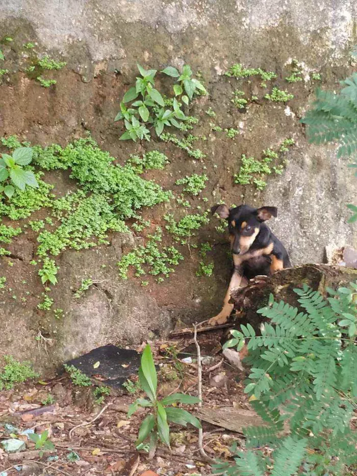 Cachorro ra a Vira lata idade Abaixo de 2 meses nome Hinata