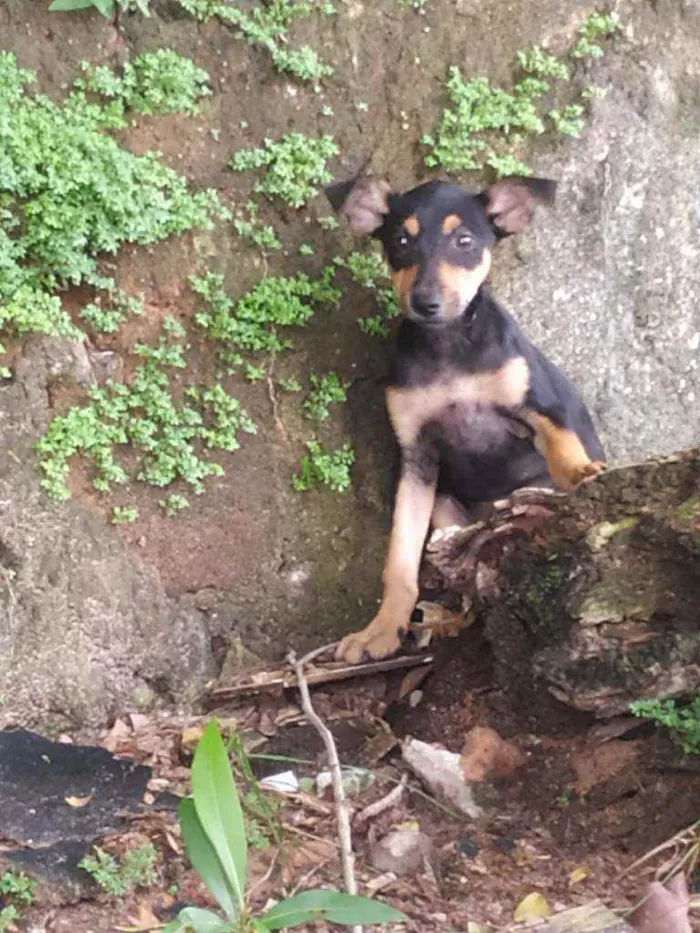 Cachorro ra a Vira lata idade Abaixo de 2 meses nome Hinata