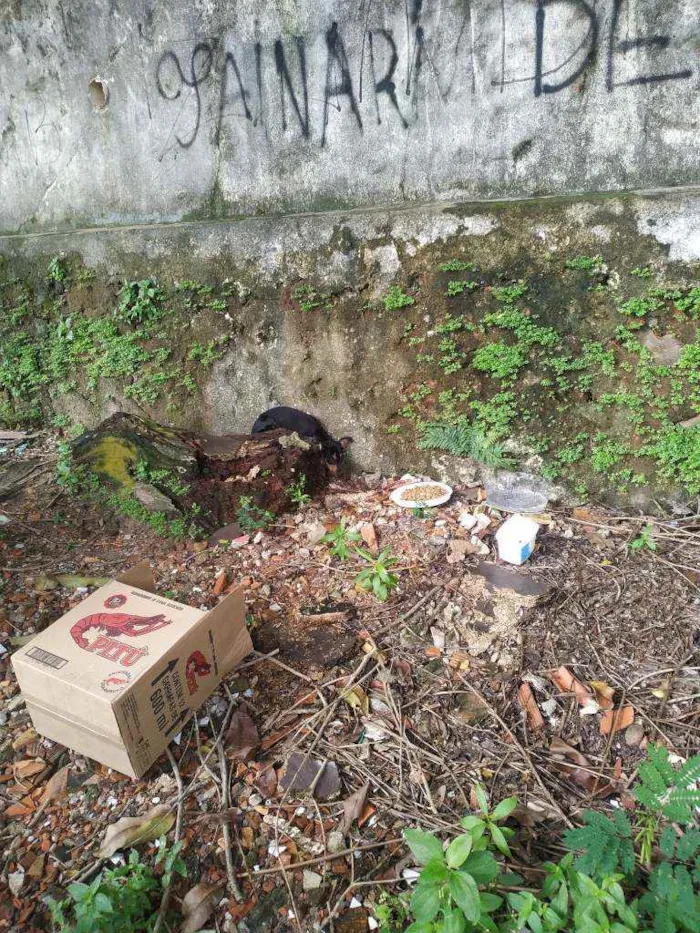 Cachorro ra a Vira lata idade Abaixo de 2 meses nome Hinata