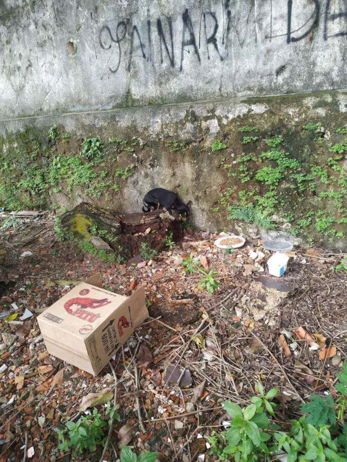 Cachorro ra a Vira lata idade Abaixo de 2 meses nome Hinata