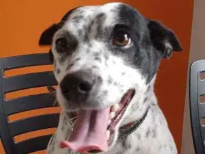 Cachorro raça SRD idade 6 ou mais anos nome Bob