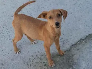 Cachorro raça SRD idade 2 a 6 meses nome Hana