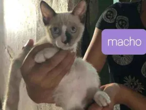 Gato raça SRD idade 2 a 6 meses nome Paco