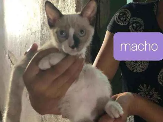 Gato ra a SRD idade 2 a 6 meses nome Paco