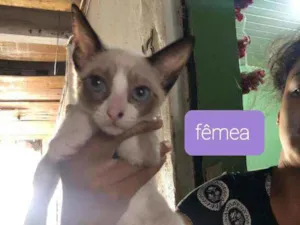 Gato raça SRD idade 2 a 6 meses nome Haya
