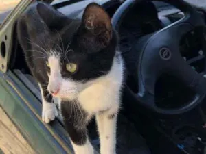 Gato raça SRD idade 2 a 6 meses nome Aron
