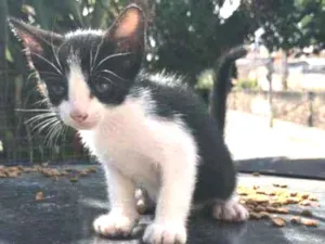 Gato raça SRD idade 2 a 6 meses nome Ayla