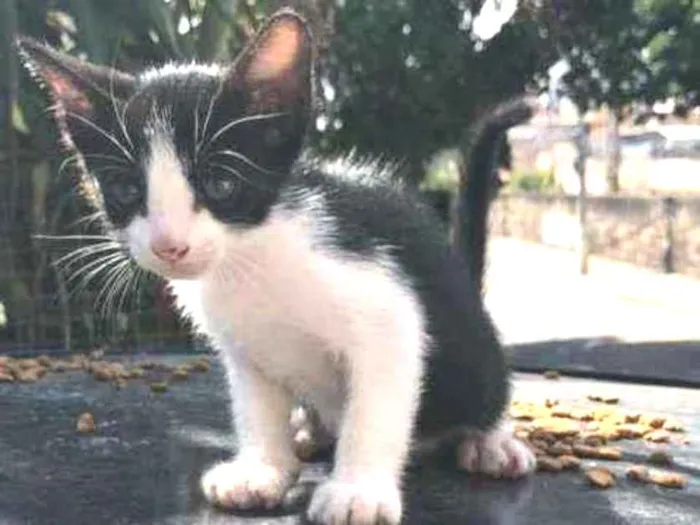 Gato ra a SRD idade 2 a 6 meses nome Ayla
