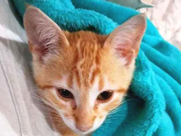 Gato ra a Laranja idade Abaixo de 2 meses nome Gatinho