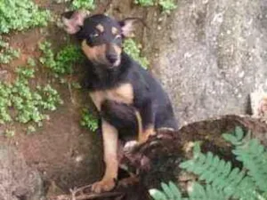 Cachorro raça Vira lata idade Abaixo de 2 meses nome Hinata