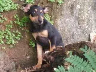 Cachorro ra a Vira lata idade Abaixo de 2 meses nome Hinata